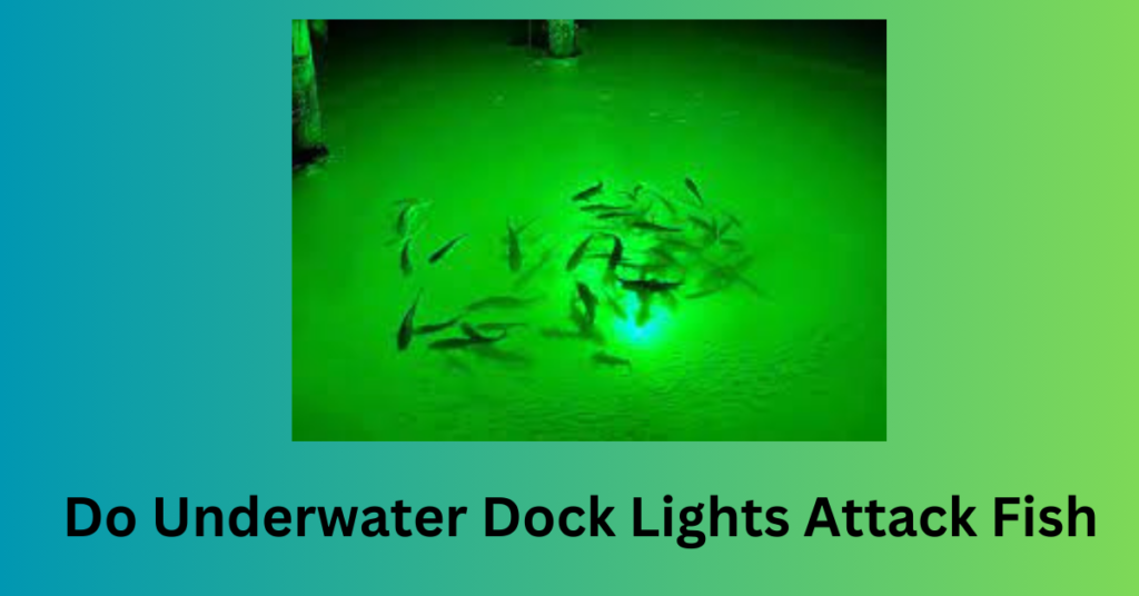 Do Underwater Dock Lights Attack Fish