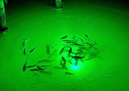 Do Underwater Dock Lights Attack Fish